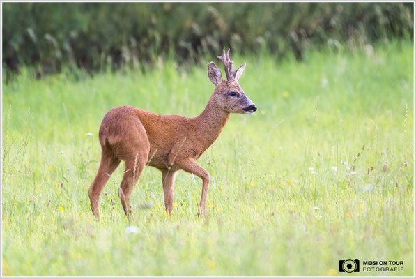 Rehbock  |  Nikon Z9, NIKKOR Z 100–400 mm 1:4,5–5,6 VR S (400 mm), ISO 800, 1/250s, f/5,6
