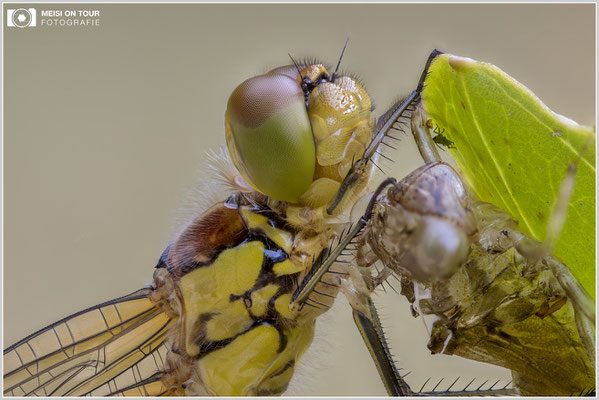 Große Heidelibelle  |  Canon EOS R6, Sigma 150 f/2,8 Makro DG OS HSM mit Telekonverter 2x III (300 mm), ISO 200, 1/15s, f/6,3 Stack (350 Aufnahmen)