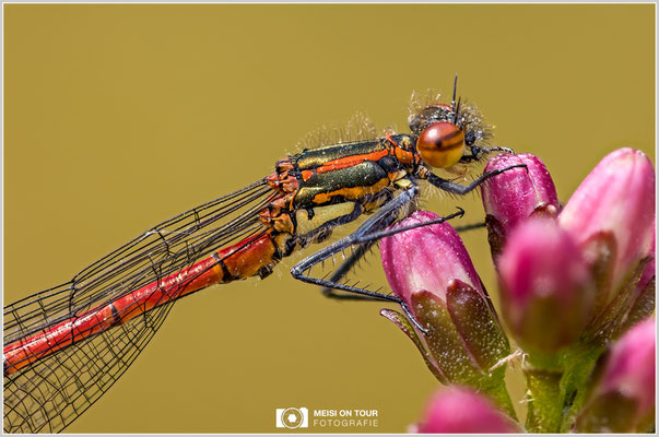 Frühe Adonislibelle  |  Canon EOS R6, Sigma 150 f/2,8 Makro DG OS HSM mit Telekonverter 2x III (300 mm), ISO 800, 1/400s, f/6,3 Stack (62 Aufnahmen)
