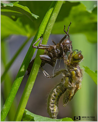 Schlupf einer Vierfleck-Libelle |  Nikon Z8, NIKKOR Z MC 105 1:2,8 VR S, ISO 560, 1/640s, f/11
