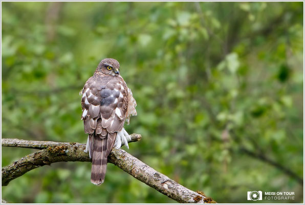 Sperber  |  Canon EOS-7D Mark II, EF 300 f/2,8 L IS II USM mit Telekonverter 2x III (600 mm), ISO 500, 1/400s, f/6,3, Stativ