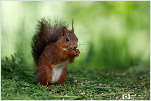 Eichhörnchen  |  Canon EOS-5D Mark IV, EF 300 f/2,8 L IS II USM, ISO 1000, 1/500s, f/4