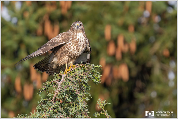 Mäusebussard  |  Nikon Z9, NIKKOR Z 800 mm 1:6,3 VR S mit TC2,0x (1600 mm), ISO 1600, 1/1250s, f/13