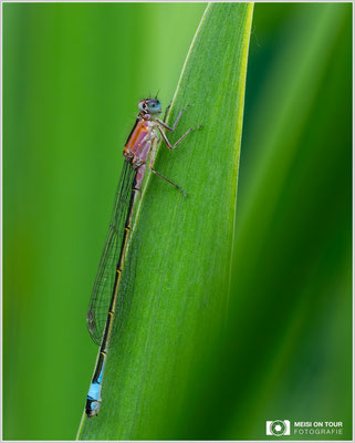 Junges Weibchen einer Großen Pechlibelle | Nikon Z8, NIKKOR Z MC 105 1:2,8 VR S, ISO 800, 1/125s, f/13