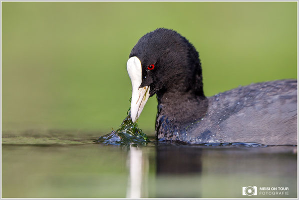 Blässhuhn  |  Canon EOS-5D Mark IV, EF 300 f/2,8 L IS II USM mit Telekonverter 2x (600 mm), ISO 800, 1/1250s, f/5,6, Reissack, Winkelsucher