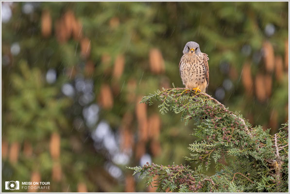 Turmfalke  |  Nikon Z9, NIKKOR Z 800 mm 1:6,3 VR S mit TC2,0x (1600 mm), ISO 1600, 1/160s, f/13