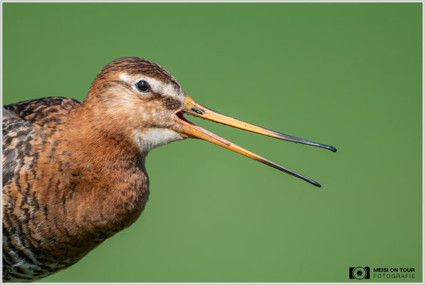 Uferschnepfe  |  Nikon Z8, NIKKOR Z 800 mm 1:6,3 VR S mit TC1,4x (1120 mm), ISO 1250, 1/2000s, f/9
