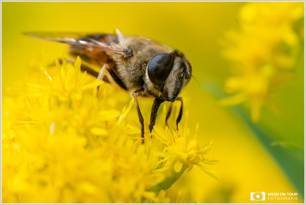 Schwebfliege auf Bienenweide |  Nikon Z8, NIKKOR Z MC 105 1:2,8 VR S, ISO 5600, 1/1250s, f/13