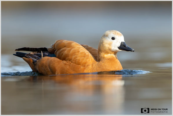 Rostgans  |  Canon EOS R6, EF 300 f/2,8 L IS II USM mit Telekonverter 2x (600 mm), ISO 500, 1/640s, f/7,1