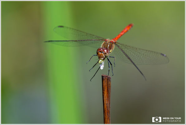 Große Heidelibelle |  Nikon Z9, NIKKOR Z 100–400 mm 1:4,5–5,6 VR S (340 mm), ISO 2000, 1/5000s, f/7,1