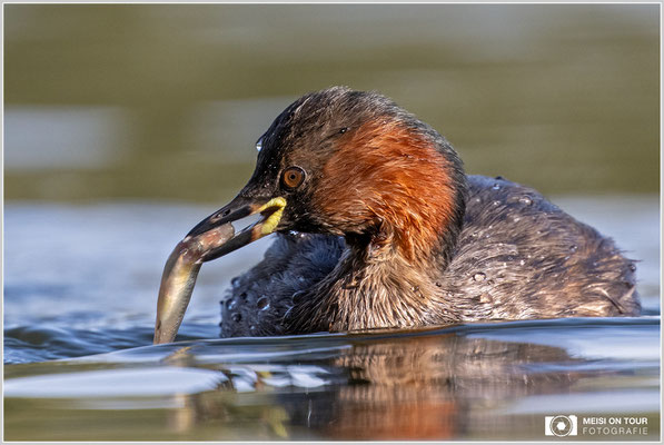 Zwergtaucher  |  Nikon Z9, NIKKOR Z 800 mm 1:6,3 VR S mit TC1,4x (1120 mm), ISO 900, 1/800s, f/9