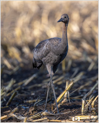 Junger Kranich  |  Nikon Z9, NIKKOR Z 800 mm 1:6,3 VR S, ISO 320, 1/800s, f/6,3