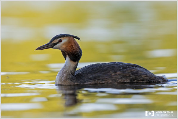 Haubentaucher  |  Canon EOS R6, EF 300 f/2,8 L IS II USM mit Telekonverter 2x (600 mm), ISO 800, 1/320s, f/7,1