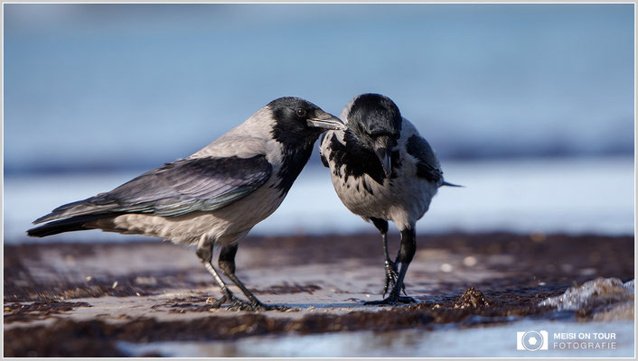 Nebelkrähe  |  Canon EOS-5D Mark IV, EF 300 f/2,8 L IS II USM mit Telekonverter 2x III (600 mm), ISO 640, 1/3200s, f/5,6, Reissack
