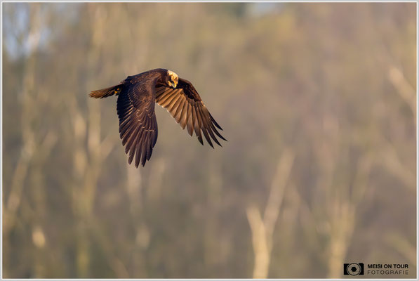 Rohrweihe  |  Nikon Z9, NIKKOR Z 800 mm 1:6,3 VR S mit TC1,4x (1120 mm), ISO 5000, 1/2500s, f/9
