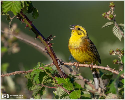 Goldammer  |  Nikon Z9, NIKKOR Z 800 mm 1:6,3 VR S mit TC1,4x (1120 mm), ISO 800, 1/1600s, f/9