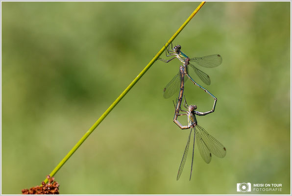 Weidenjungfer  |  Canon EOS-6D Mark, Sigma 150 f/2,8 Makro DG OS HSM, ISO 800, 1/800s, f/8, Einbeinstativ