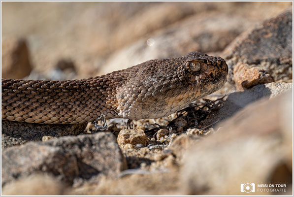 Texas-Klapperschlange | Nikon Z9, NIKKOR Z 800 mm 1:6,3 VR S mit TC1,4x (1120 mm), ISO 1250, 1/3200s, f/9