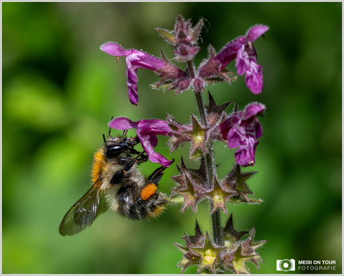 Ackerhummel an Wald-Ziest |  Nikon Z9, NIKKOR Z MC 105 1:2,8 VR S, ISO 2000, 1/2000s, f/11
