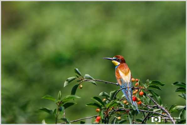 Bienenfresser  |  Canon EOS-5D Mark IV, EF 300 f/2,8 L IS II USM mit Telekonverter 2x III (600 mm), ISO 640, 1/2000s, f/8, Einbeinstativ