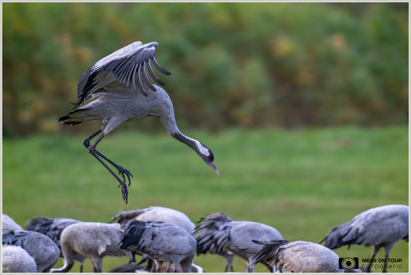 Grauer Kranich  |  Nikon Z9, NIKKOR Z 800 mm 1:6,3 VR S mit TC1,4x (1120 mm), ISO 6400, 1/2000s, f/9