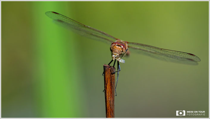 Große Heidelibelle |  Nikon Z9, NIKKOR Z 100–400 mm 1:4,5–5,6 VR S (400 mm), ISO 2000, 1/5000s, f/7,1
