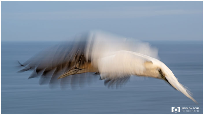Basstölpel  |  Nikon Z9, NIKKOR Z 100–400 mm 1:4,5–5,6 VR S (110 mm), ISO 100, 1/30s, f/20
