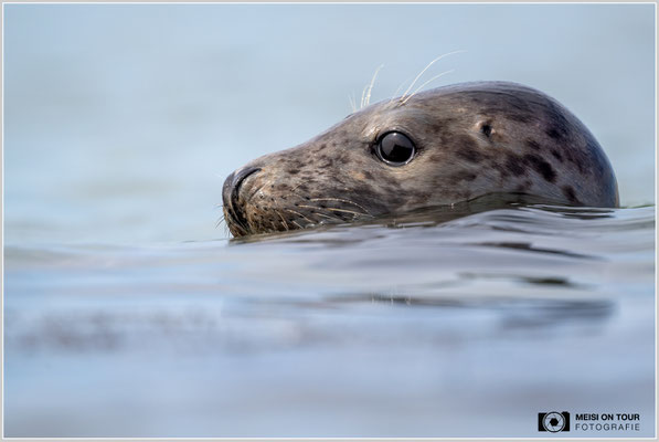 Kegelrobbe  |  Nikon Z9, NIKKOR Z 800 mm 1:6,3 VR S, ISO 800, 1/2000s, f/6,3