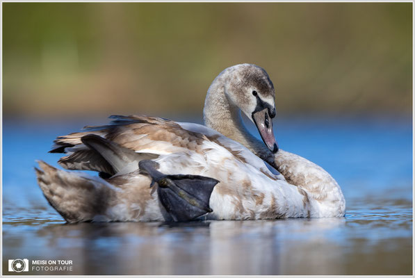 Höckerschwan  |  Canon EOS R6, EF 300 f/2,8 L IS II USM mit Telekonverter 2x (600 mm), ISO 800, 1/3200s, f/6,3