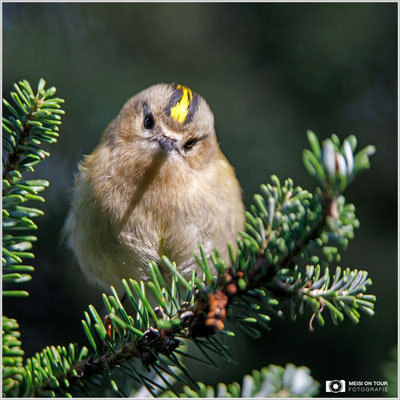 Wintergoldhähnchen  |  Canon EOS-5D Mark IV, EF 300 f/2,8 L IS II USM mit Telekonverter 1,4x (420 mm) +Zwischenring, ISO 800, 1/800s, f/4,5, Einbeinstativ