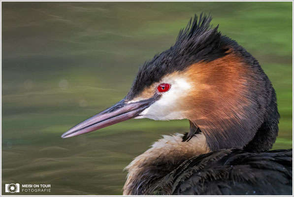 Haubentaucher  |  Nikon Z9, NIKKOR Z 800 mm 1:6,3 VR S mit TC1,4x (1120 mm), ISO 4000, 1/640s, f/9