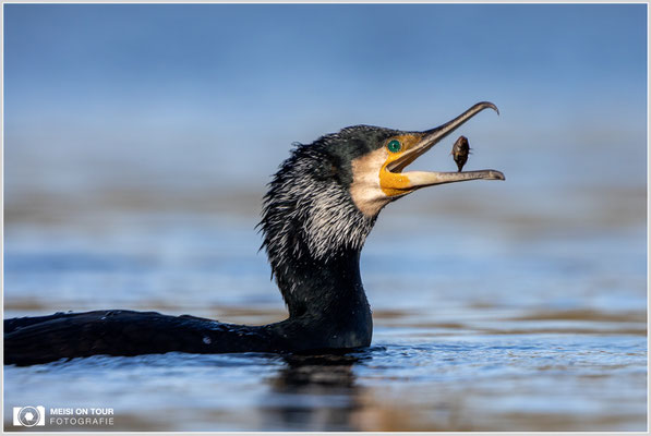 Kormoran  |  Canon EOS R6, EF 300 f/2,8 L IS II USM mit Telekonverter 2x (600 mm), ISO 800, 1/3200s, f/7,1