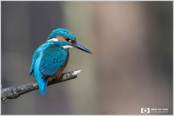 Eisvogel  |  Canon EOS-5D Mark IV, EF 300 f/2,8 L IS II USM mit Telekonverter 2x III (600 mm), ISO 3200, 1/2000s, f/8, Einbeinstativ
