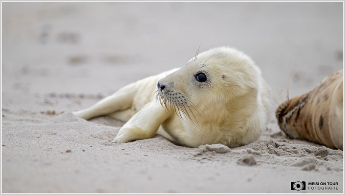 Kegelrobbenjungtier |  Nikon Z9, NIKKOR Z 100–400 mm 1:4,5–5,6 VR S (400 mm), ISO 800, 1/800s, f/5,6