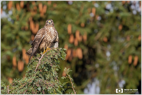 Mäusebussard  |  Nikon Z9, NIKKOR Z 800 mm 1:6,3 VR S mit TC2,0x (1600 mm), ISO 1600, 1/1600s, f/13