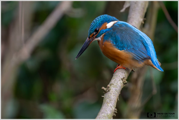 Eisvogel  |  Nikon Z9, NIKKOR Z 800 mm 1:6,3 VR S mit TC1,4x (1120 mm), ISO 2500, 1/160s, f/9