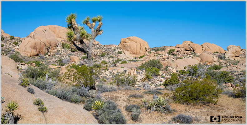 Joshua Tree NP | Nikon Z8, NIKKOR Z 24-120 mm 1:4 S (48 mm), ISO 100, 1/100, f/16