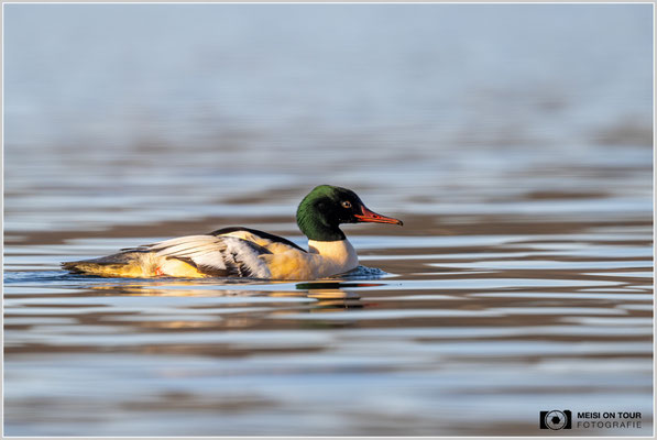 Gänsesäger  |  Nikon Z9, NIKKOR Z 800 mm 1:6,3 VR S, ISO 640, 1/1250s, f/6,3