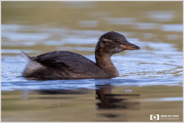 Zwergtaucher  |  Nikon Z9, NIKKOR Z 100–400 mm 1:4,5–5,6 VR S mit TC2,0x (800 mm), ISO 2000, 1/800s, f/11