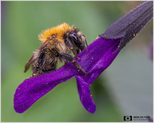 Ackerhummel auf Guarani-Salbei |  Nikon Z9, NIKKOR Z MC 105 1:2,8 VR S, ISO 5000, 1/400s, f/11