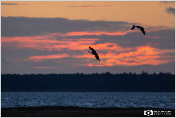 Kraniche beim abendlichen Anflug zu den Schlafplätzen  |  Nikon Z9, NIKKOR Z 800 mm 1:6,3 VR S, ISO 3600, 1/800s, f/6,3