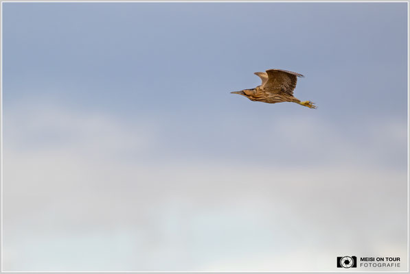 Rohrdommel im Flug  |  Nikon Z9, NIKKOR Z 800 mm 1:6,3 VR S, ISO 1400, 1/1250s, f/6,3