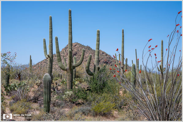 Saguaro NP | Nikon Z8, NIKKOR Z 24-120 mm 1:4 S (58 mm), ISO 100, 1/100, f/16