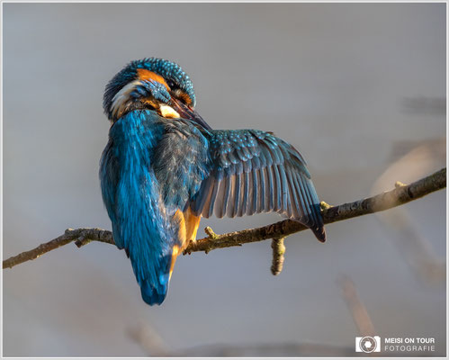 Eisvogel  |  Canon EOS R6, EF 300 f/2,8 L IS II USM mit Telekonverter 2x (600 mm), ISO 1600, 1/2500s, f/7,1, Einbeinstativ