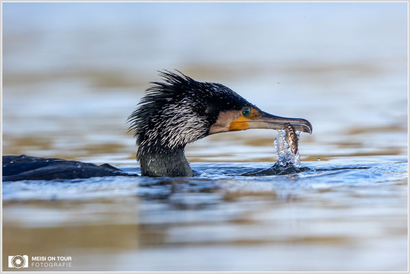 Kormoran  |  Canon EOS R6, EF 300 f/2,8 L IS II USM mit Telekonverter 2x (600 mm), ISO 800, 1/3200s, f/7,1
