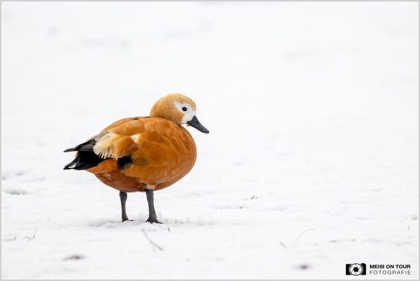Rostgans  |  Nikon Z9, NIKKOR Z 800 mm 1:6,3 VR S mit TC1,4x (1120 mm), ISO 2000, 1/1000s, f/9