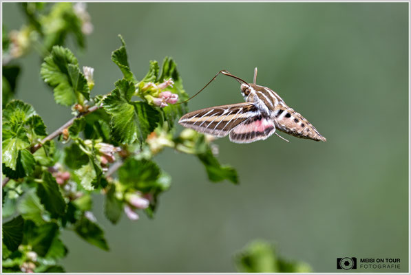 Kolibri-Falkenschwärmer | Nikon Z9, NIKKOR Z 800 mm 1:6,3 VR S mit TC1,4x (1120 mm), ISO 900, 1/2000s, f/9