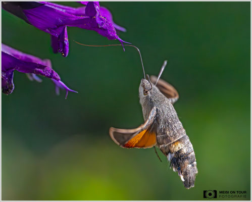Hochgeschwindigkeitsaufnahme vom Taubenschwänzchen  |  Nikon Z8, NIKKOR Z 100-400 mm 1:5,6 S (400mm), ISO 18000, 1/26000s, f/5,6