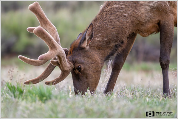 Wapiti in Tusayan | Nikon Z9, NIKKOR Z 800 mm 1:6,3 VR S mit TC1,4x (1120 mm), ISO 5600, 1/800s, f/9