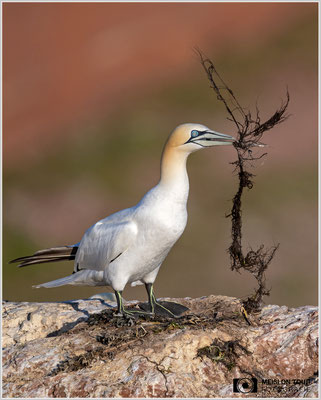 Basstölpel  |  Nikon Z9, NIKKOR Z 800 mm 1:6,3 VR S, ISO 400, 1/3200s, f/6,3